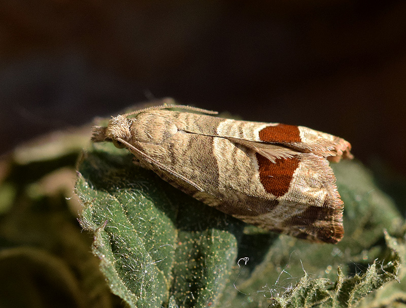 Notocelia uddmanniana - Tortricidae